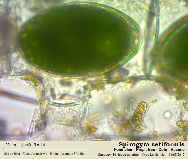 Spirogyra setiformis (Roth.) Kützing, 1845 #27795