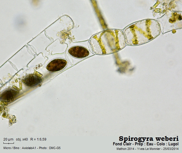 Spirogyra weberi Kützing, 1843 #38372