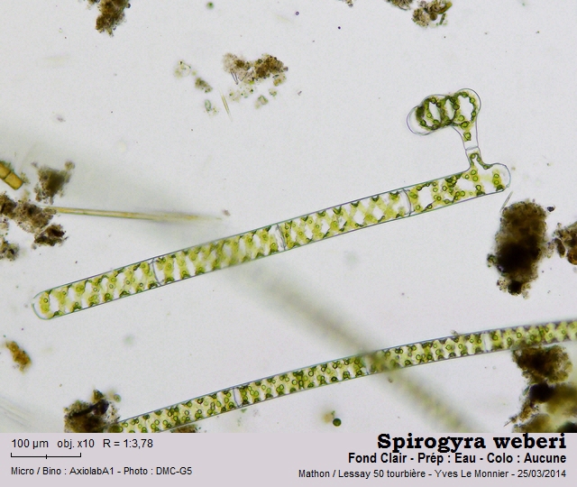 Spirogyra weberi Kützing, 1843 #38374