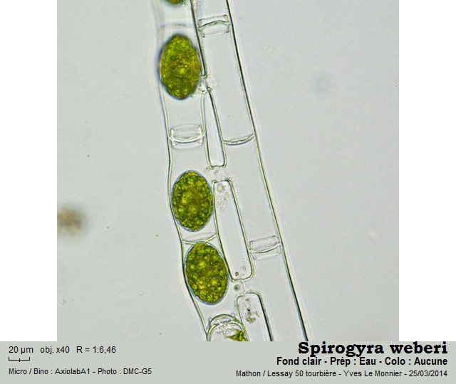 Spirogyra weberi Kützing, 1843 #38371