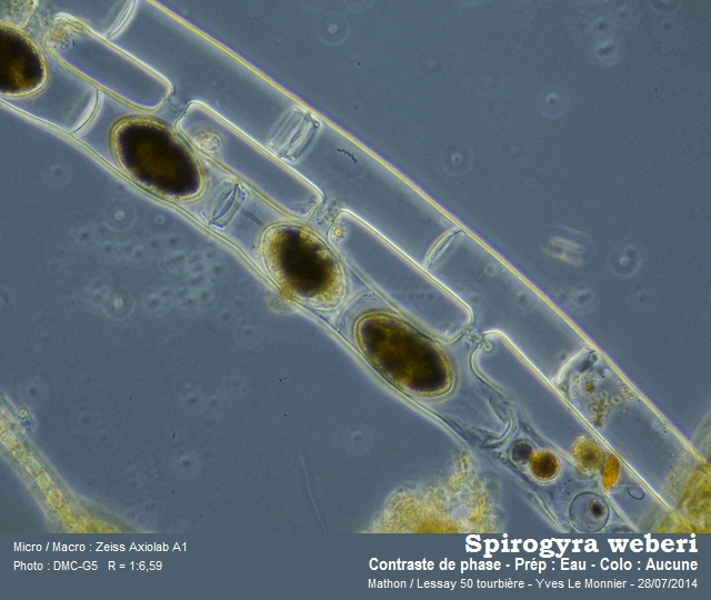 Spirogyra weberi Kützing, 1843 #38373