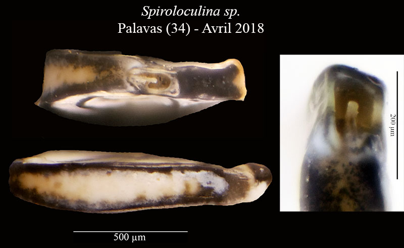 Spiroloculina sp. #56143