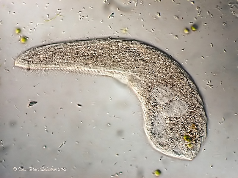 Spirostomum #25742