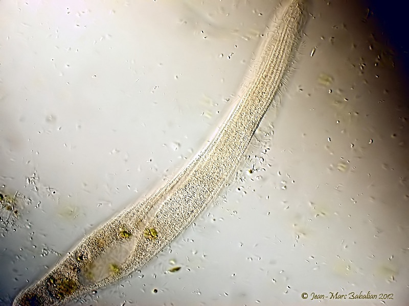 Spirostomum #25744