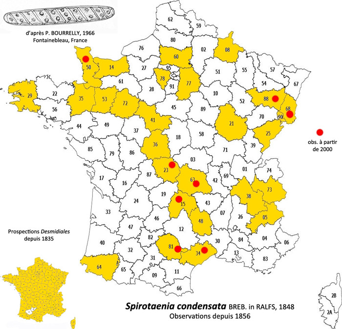 Spirotaenia condensata Breb.in Ralfs #84436