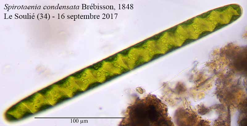 Spirotaenia condensata #51573