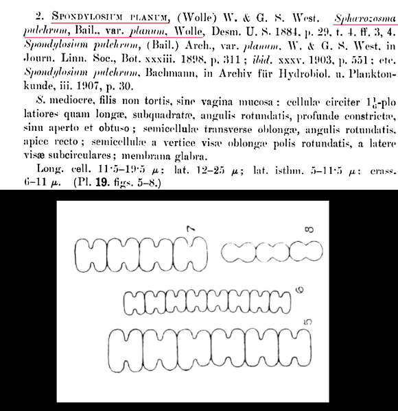 Spondylosium planum (Wolle) W. et G. West #80568