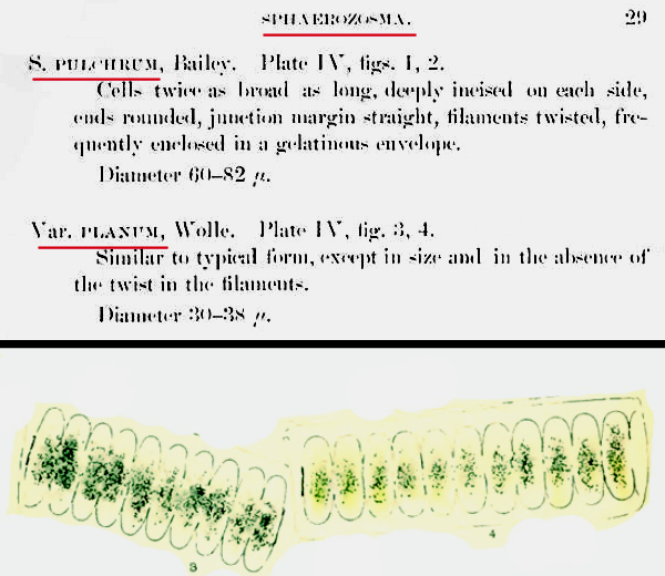 Spondylosium planum (Wolle) W. et G. West #80567