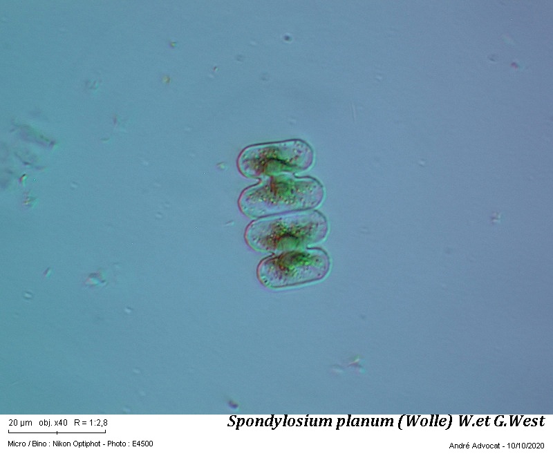 Spondylosium planum (Wolle) W. et G. West #64541