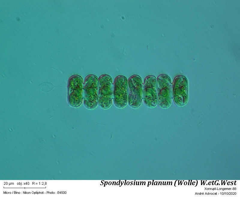 Spondylosium planum (Wolle) W. et G. West #64540