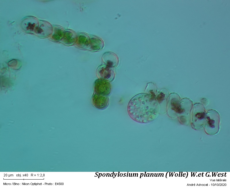 Spondylosium planum (Wolle) W. et G. West #64542