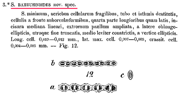 Spondylosium pulchellum ( Archer) Archer #81173