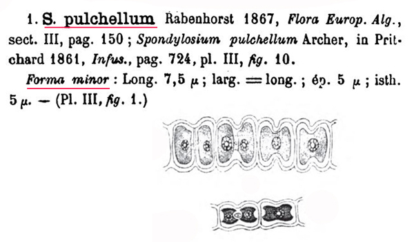 Spondylosium pulchellum ( Archer) Archer #81172