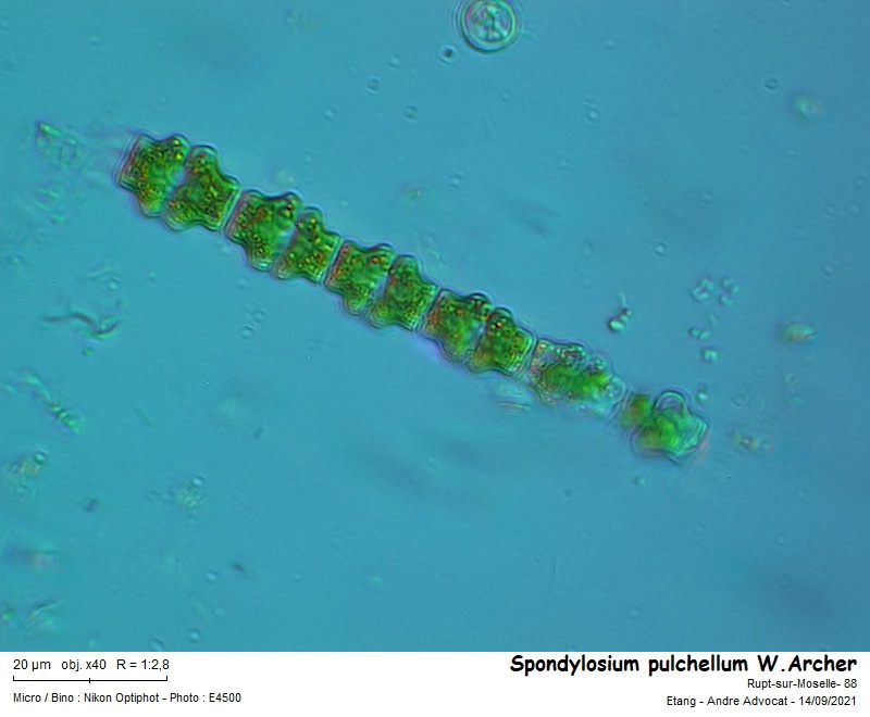 Spondylosium pulchellum ( Archer) Archer #68001
