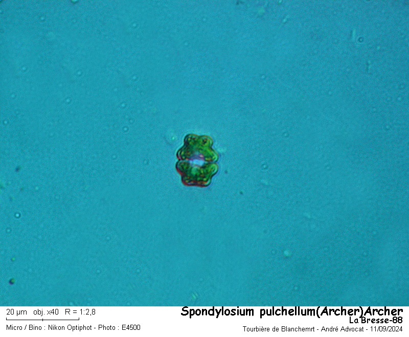 Spondylosium pulchellum (Archer)Archer #81174