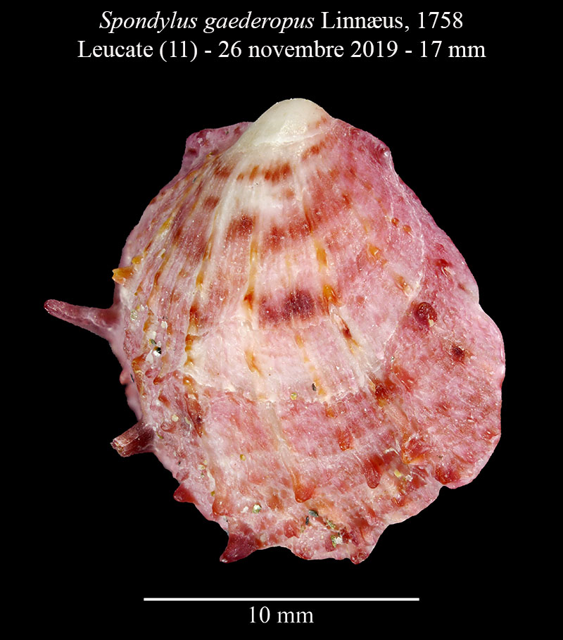 Spondylus gaederopus #61105