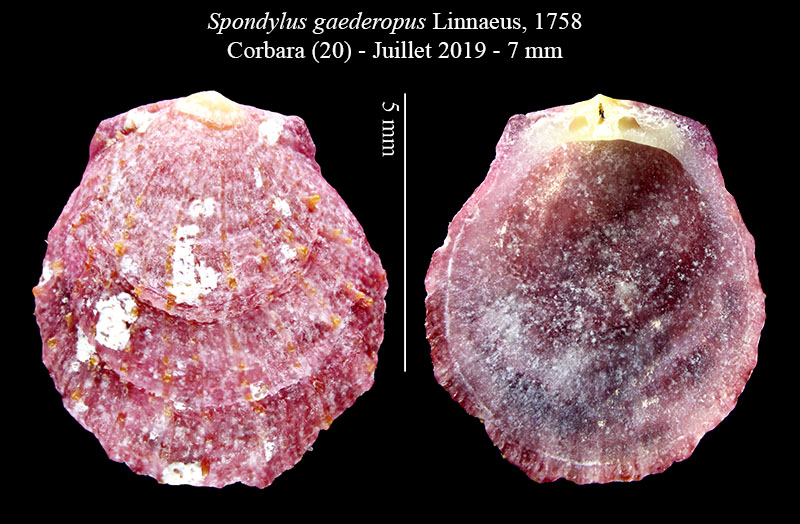 Spondylus gaederopus #61103