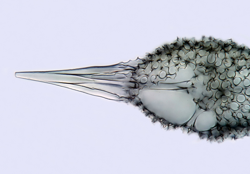 Spongotractus pachystylus (Ehr.) Haeckel #21099