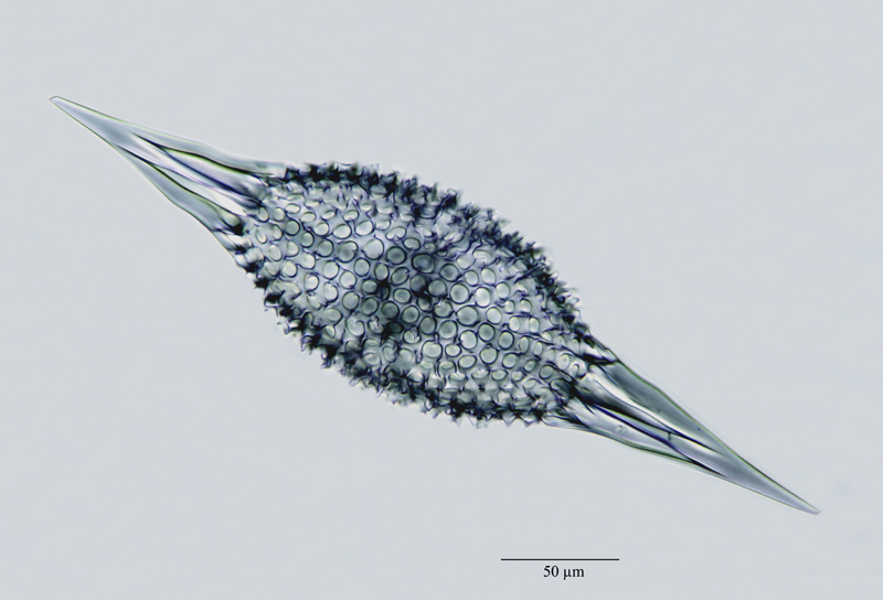 Spongotractus pachystylus (Ehr.) Haeckel #21098