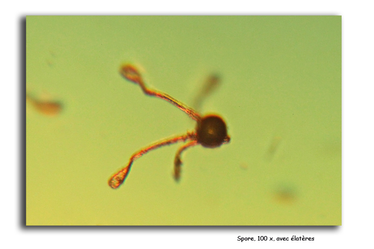 Spores d Equisetum telmateia #15515