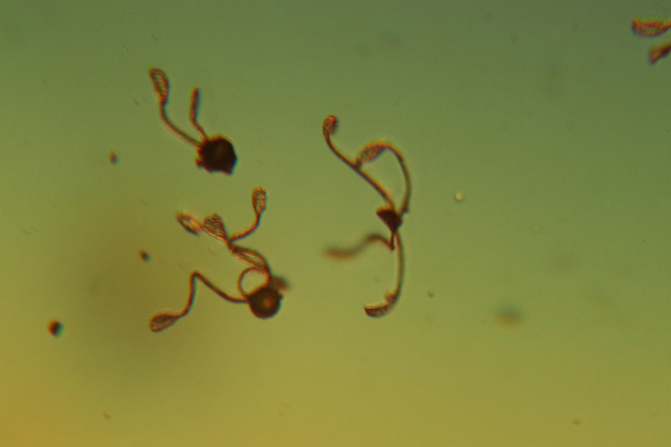 Spores d Equisetum telmateia #15516