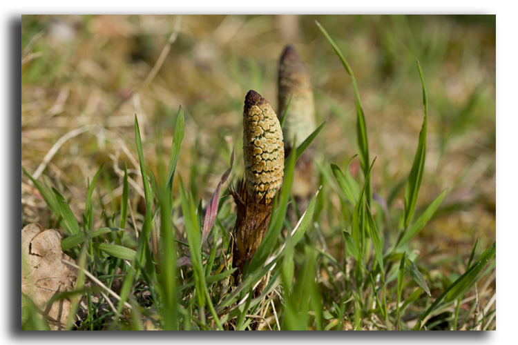 Spores d Equisetum telmateia #15513