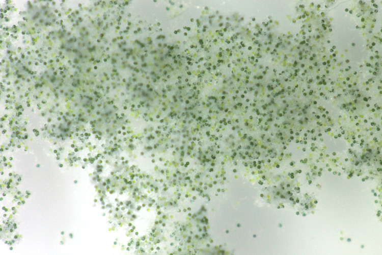 Spores d Equisetum telmateia #15514