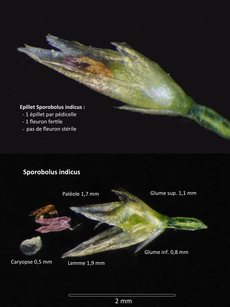 Sporobolus indicus (L.) R. Br. : La Sporobole d Inde #60644