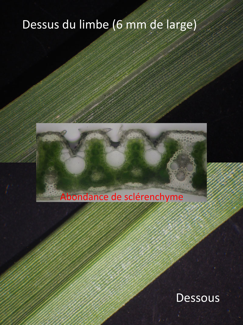 Sporobolus indicus (L.) R. Br. : La Sporobole d Inde #60642