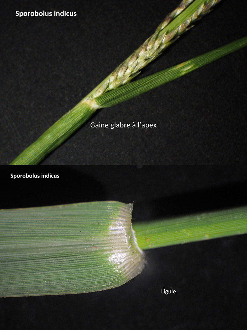 Sporobolus indicus (L.) R. Br. : La Sporobole d Inde #60643