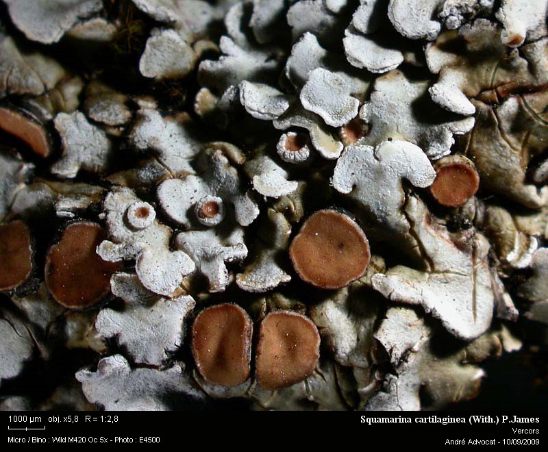 Squamarina cartilaginea (With.) P.James #12389