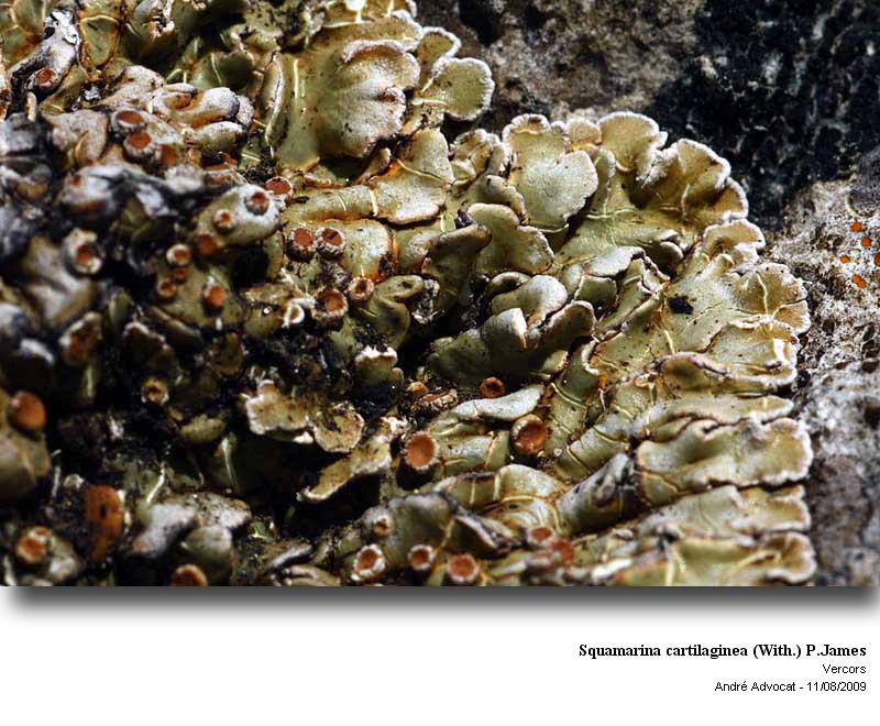 Squamarina cartilaginea (With.) P.James #12388