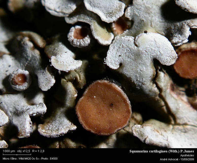 Squamarina cartilaginea (With.) P.James #12390