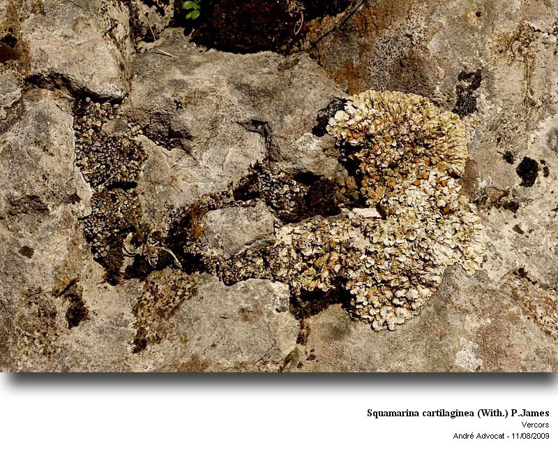 Squamarina cartilaginea (With.) P.James #12387