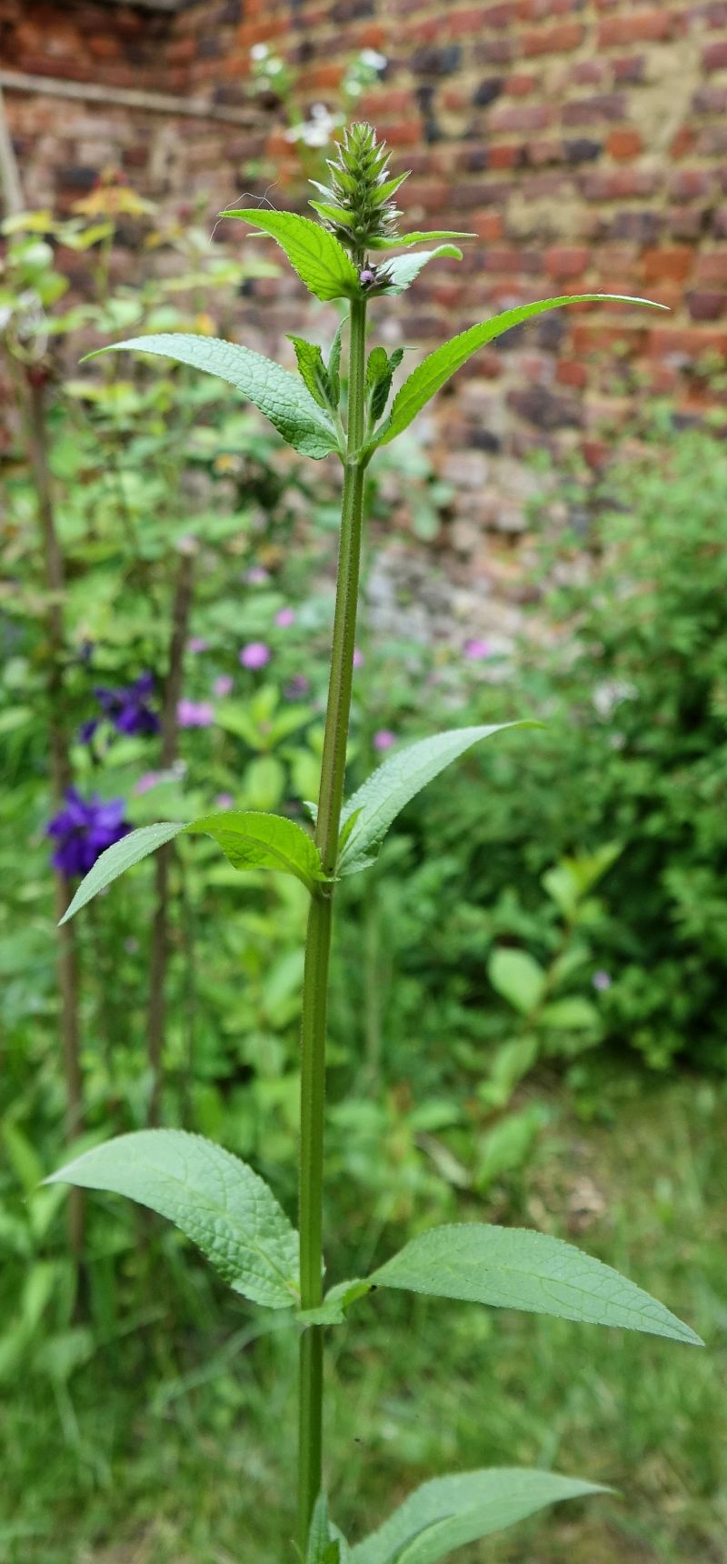 Stachys palustris - Epiaire des marais #67221