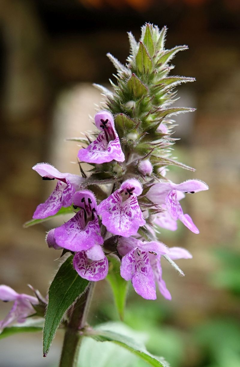 Stachys palustris - Epiaire des marais #67216