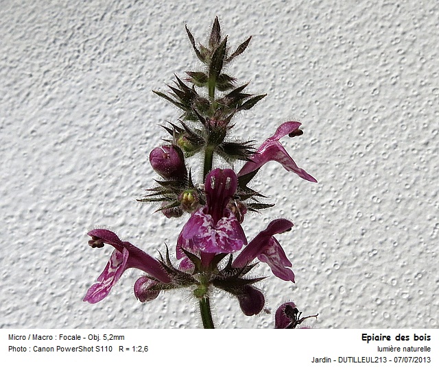 Stachys sylvatica - Epiaire des bois #32607