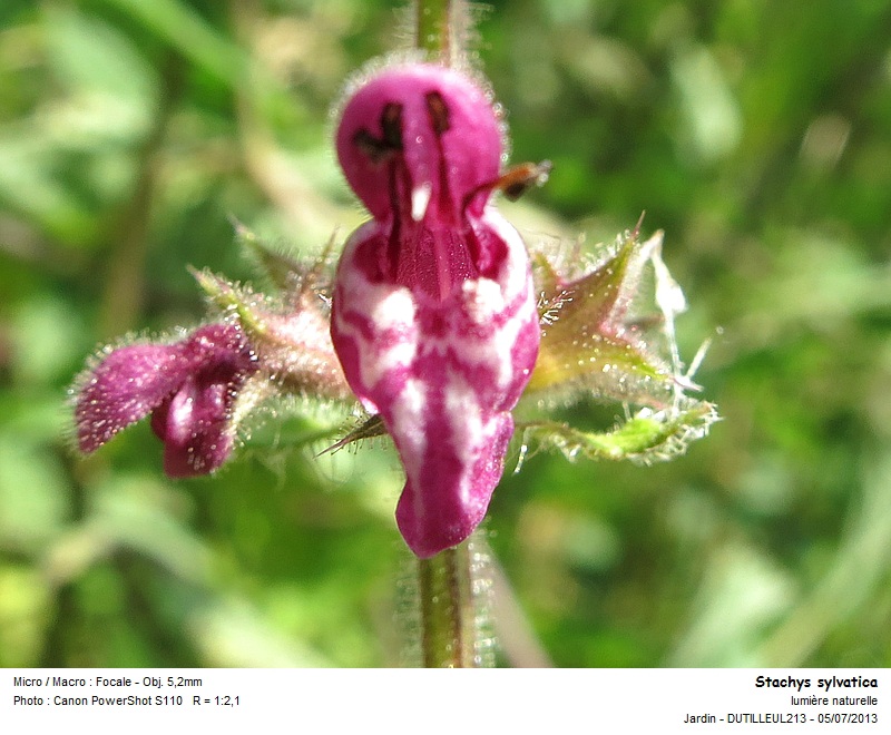 Stachys sylvatica - Epiaire des bois #32611