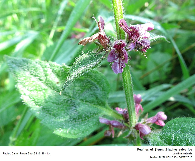 Stachys sylvatica - Epiaire des bois #32609