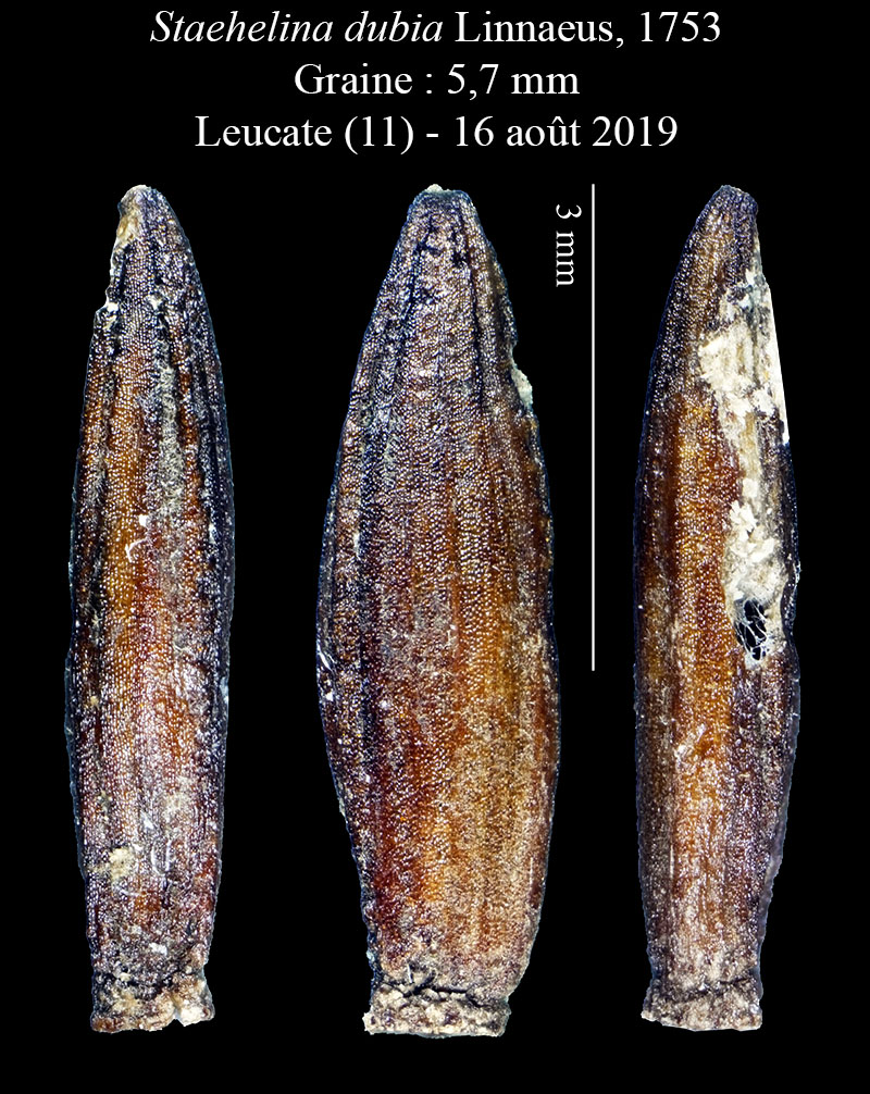 Staehelina dubia #60464