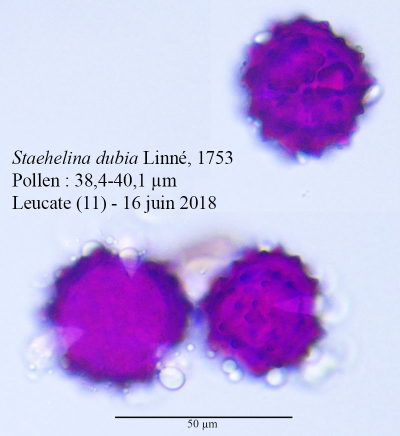 Staehelina dubia #55383