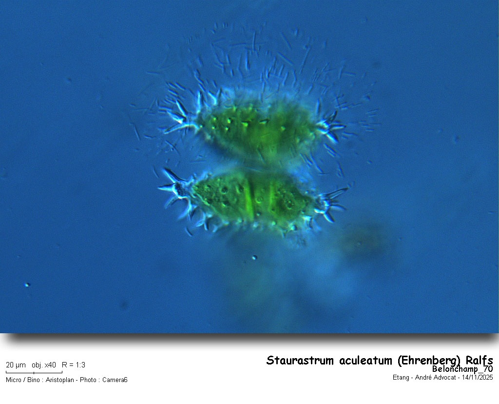 Staurastrum aculeatum (Ehrenberg) Ralfs #84314
