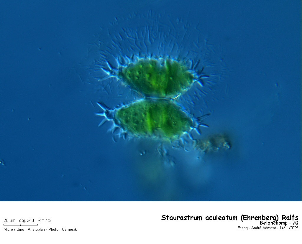 Staurastrum aculeatum (Ehrenberg) Ralfs #84313