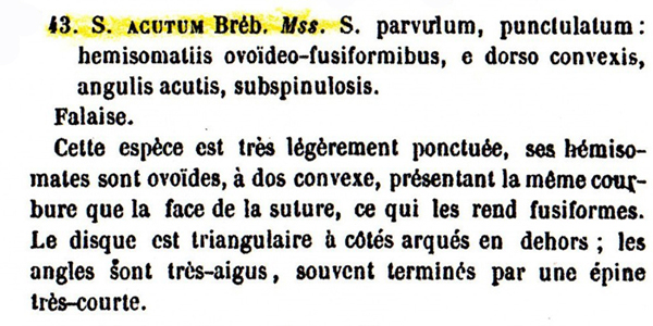 Staurastrum acutum Bréb. #70461