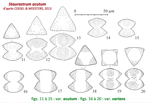 Staurastrum acutum Bréb. #80537
