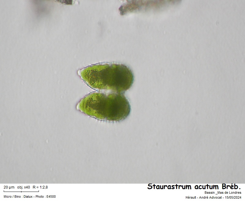 Staurastrum acutum Bréb. #78813