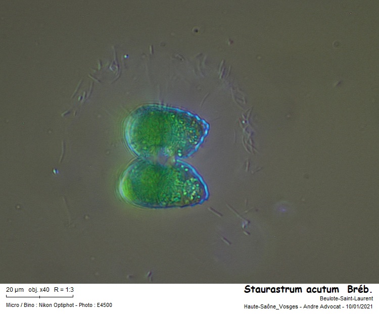 Staurastrum acutum Bréb. #65368