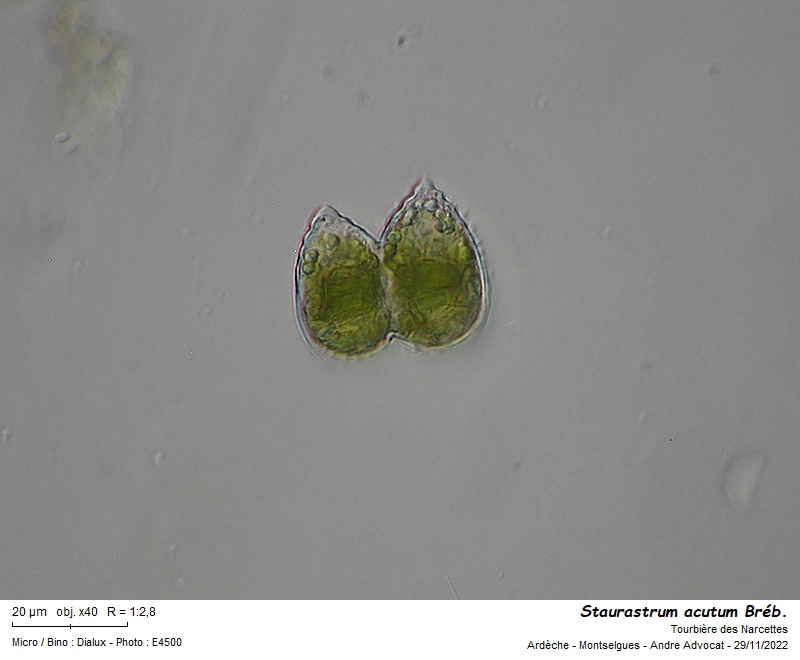 Staurastrum acutum Bréb. #72936