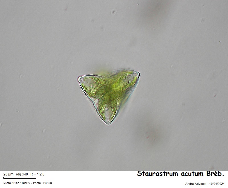 Staurastrum acutum Bréb. #78814