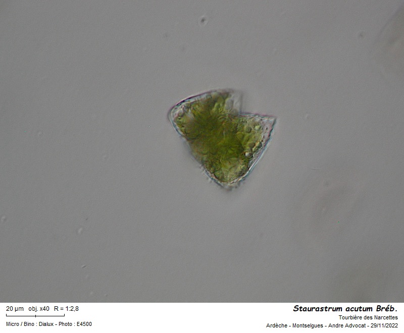 Staurastrum acutum Bréb. #72937